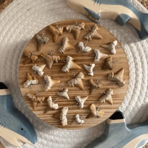 Fossiele Haaientand hangertje